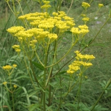 Foltz plant