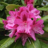 Foltz plant