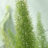 Foltz plant