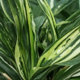 Foltz plant