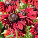 Foltz plant