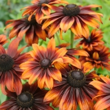 Foltz plant