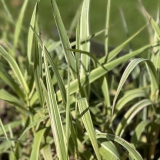 Foltz plant