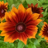 Foltz plant