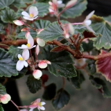 Foltz plant