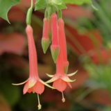 Foltz plant
