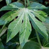 Foltz plant