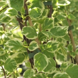 Foltz plant