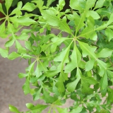 Foltz plant
