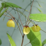 Foltz plant