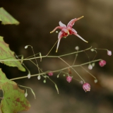 Foltz plant