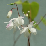 Foltz plant