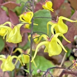 Foltz plant