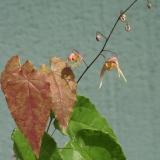 Foltz plant