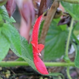 Foltz plant