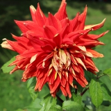 Foltz plant