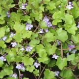 Foltz plant