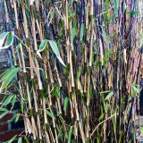 Foltz plant