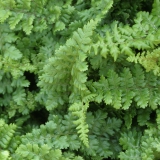 Foltz plant