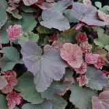Foltz plant