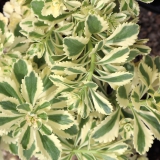 Foltz plant