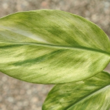 Foltz plant