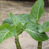 Foltz plant