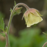 Foltz plant