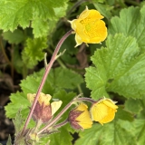 Foltz plant
