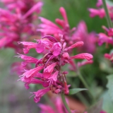 Foltz plant