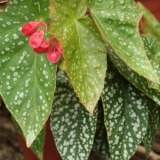 Foltz plant