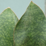 Foltz plant