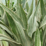 Foltz plant