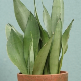 Foltz plant