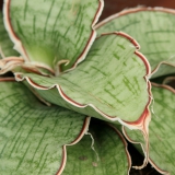 Foltz plant