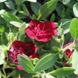 Foltz plant