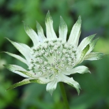 Foltz plant