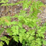 Foltz plant