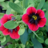 Foltz plant