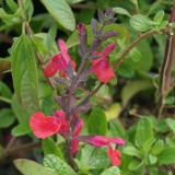 Foltz plant
