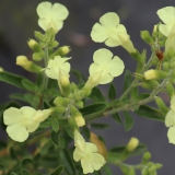 Foltz plant