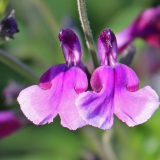 Foltz plant