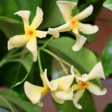 Foltz plant