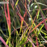 Foltz plant