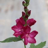 Foltz plant