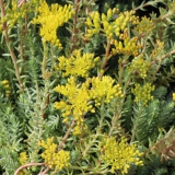 Foltz plant