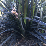 Foltz plant