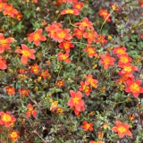 Foltz plant