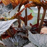 Foltz plant