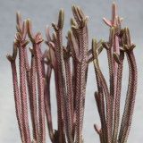 Foltz plant